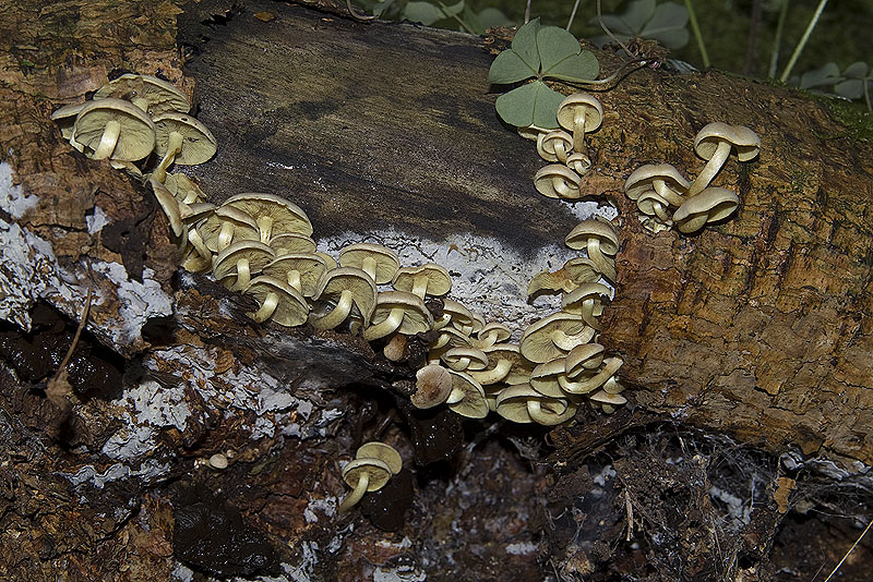 Micena o altro?? (cfr. Hypholoma fasciculare)